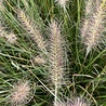 Pennisetum Pennisetum alopecuroides 'Hameln' Pennisetum Pennisetum alopecuroides 'Hameln'