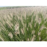 Pennisetum alopecuroides 'Hameln'