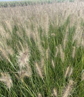 Pennisetum alopecuroides 'Hameln'