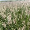Pennisetum Pennisetum alopecuroides 'Hameln' Pennisetum Pennisetum alopecuroides 'Hameln'