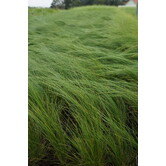 Stipa tenuissima 'Ponytails'