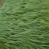 Stipa Stipa tenuissima 'Ponytails' Stipa Stipa tenuissima 'Ponytails'