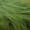 Stipa Stipa tenuissima 'Ponytails' Stipa Stipa tenuissima 'Ponytails'