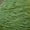 Stipa Stipa tenuissima 'Ponytails' Stipa Stipa tenuissima 'Ponytails'