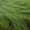 Stipa Stipa tenuissima 'Ponytails' Stipa Stipa tenuissima 'Ponytails'