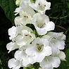 Penstemon Penstemon 'White Bedder' Penstemon Penstemon 'White Bedder'