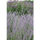 Perovskia atriplicifolia 'Little Spire'