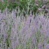 Perovskia Perovskia atriplicifolia 'Little Spire' Perovskia Perovskia atriplicifolia 'Little Spire'