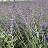 Perovskia Perovskia atriplicifolia 'Little Spire' Perovskia Perovskia atriplicifolia 'Little Spire'