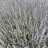 Perovskia Perovskia atriplicifolia 'Little Spire' Perovskia Perovskia atriplicifolia 'Little Spire'