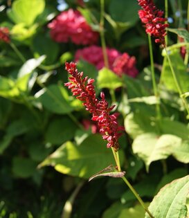 Persicaria amplexicaulis 'Blackfield'
