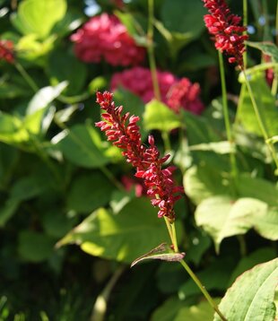 Persicaria amplexicaulis 'Blackfield'