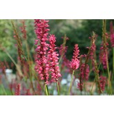 Persicaria affinis 'Darjeeling Red'
