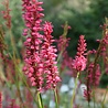 Persicaria Persicaria affinis 'Darjeeling Red' Persicaria Persicaria affinis 'Darjeeling Red'