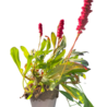 Persicaria Persicaria affinis 'Darjeeling Red' Persicaria Persicaria affinis 'Darjeeling Red'