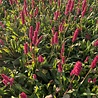 Persicaria Persicaria affinis 'Darjeeling Red' Persicaria Persicaria affinis 'Darjeeling Red'