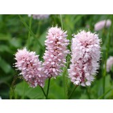 Persicaria affinis 'Kabouter'