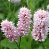 Persicaria Persicaria affinis 'Kabouter' Persicaria Persicaria affinis 'Kabouter'