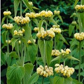 Phlomis russeliana