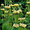 Phlomis Phlomis russeliana Phlomis Phlomis russeliana