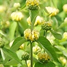 Phlomis Phlomis russeliana Phlomis Phlomis russeliana