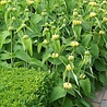 Phlomis Phlomis russeliana Phlomis Phlomis russeliana