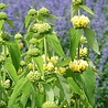 Phlomis Phlomis russeliana Phlomis Phlomis russeliana
