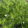 Sagina Sagina subulata Sagina Sagina subulata
