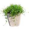 Sagina Sagina subulata Sagina Sagina subulata