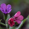 Pulmonaria Pulmonaria 'Blue Ensign' Pulmonaria Pulmonaria 'Blue Ensign'