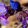 Pulmonaria Pulmonaria 'Blue Ensign' Pulmonaria Pulmonaria 'Blue Ensign'