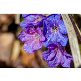 Pulmonaria angustifolia 'Azurea'