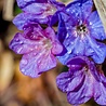 Pulmonaria Pulmonaria angustifolia 'Azurea' Pulmonaria Pulmonaria angustifolia 'Azurea'