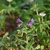 Pulmonaria Pulmonaria angustifolia 'Azurea' Pulmonaria Pulmonaria angustifolia 'Azurea'
