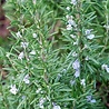Rosmarinus Rosmarinus officinalis Rosmarinus Rosmarinus officinalis