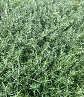 Rosmarinus officinalis  'Capri'