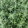 Rosmarinus Rosmarinus officinalis 'Capri' Rosmarinus Rosmarinus officinalis 'Capri'