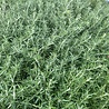 Rosmarinus Rosmarinus officinalis 'Capri' Rosmarinus Rosmarinus officinalis 'Capri'