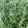 Rosmarinus Rosmarinus officinalis 'Capri' Rosmarinus Rosmarinus officinalis 'Capri'