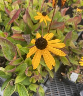 Rudbeckia fulgida 'Goldsturm'