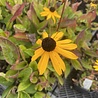 Rudbeckia Rudbeckia fulgida 'Goldsturm' Rudbeckia Rudbeckia fulgida 'Goldsturm'