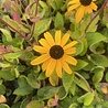 Rudbeckia Rudbeckia fulgida 'Goldsturm' Rudbeckia Rudbeckia fulgida 'Goldsturm'