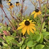 Rudbeckia Rudbeckia fulgida 'Goldsturm' Rudbeckia Rudbeckia fulgida 'Goldsturm'