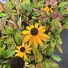 Rudbeckia Rudbeckia fulgida 'Goldsturm' Rudbeckia Rudbeckia fulgida 'Goldsturm'