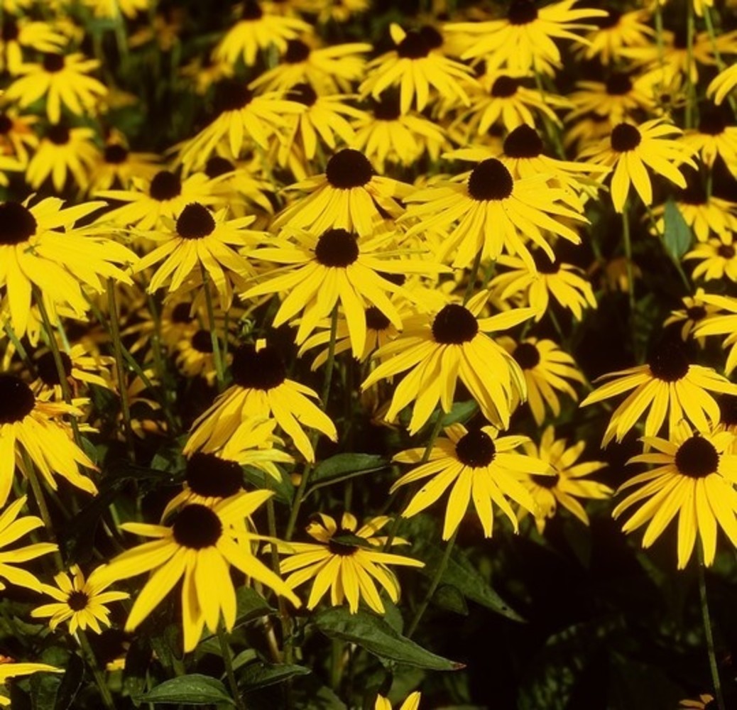 Rudbeckia Rudbeckia fulgida Little Goldstar