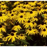 Rudbeckia fulgida 'Little Goldstar'