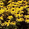 Rudbeckia Rudbeckia fulgida 'Little Goldstar' Rudbeckia Rudbeckia fulgida 'Little Goldstar'