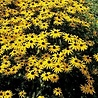 Rudbeckia Rudbeckia fulgida 'Little Goldstar' Rudbeckia Rudbeckia fulgida 'Little Goldstar'