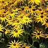 Rudbeckia Rudbeckia fulgida 'Little Goldstar' Rudbeckia Rudbeckia fulgida 'Little Goldstar'