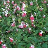 Salvia Salvia microphylla 'Hot Lips' Salvia Salvia microphylla 'Hot Lips'